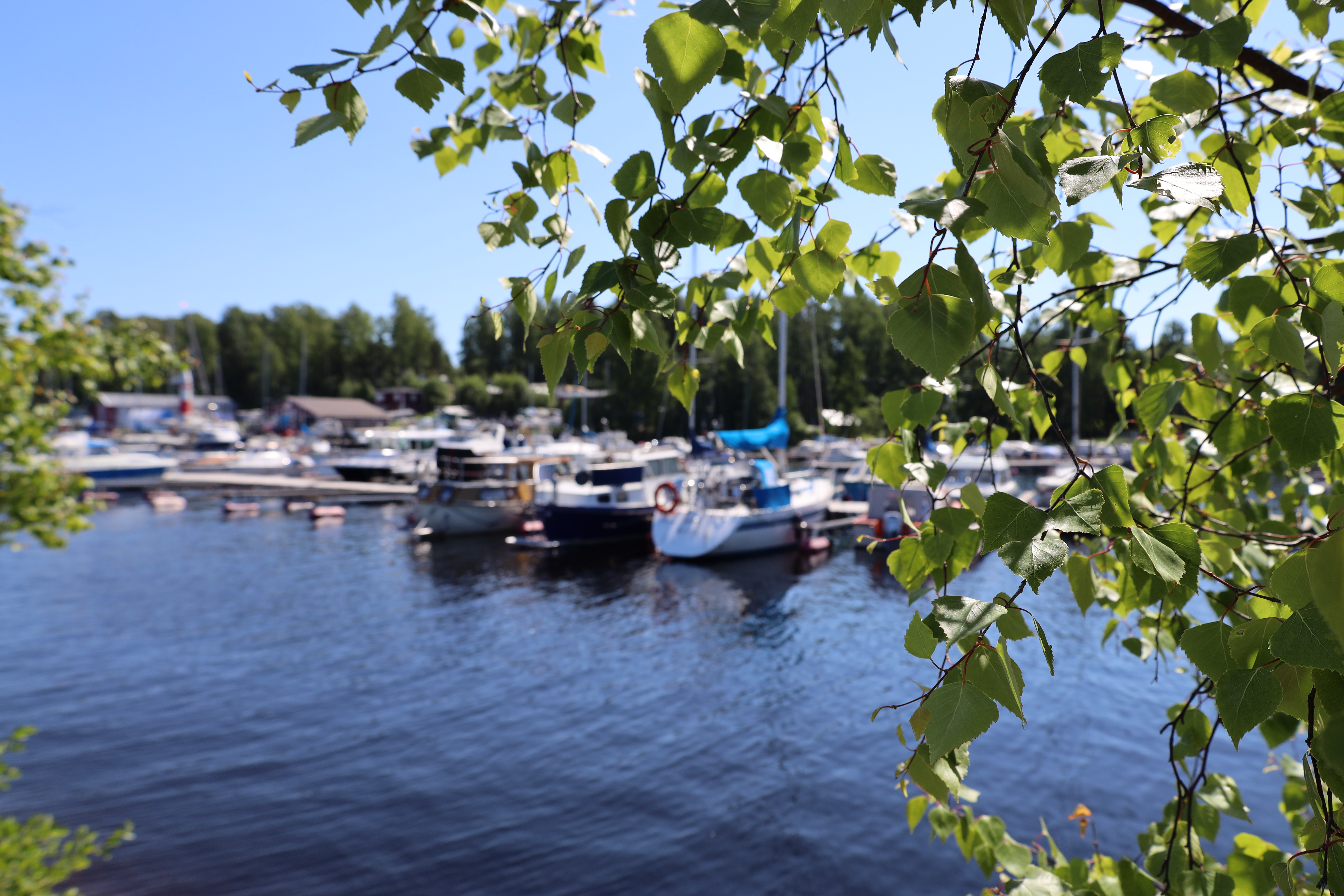 Koivunlehtiä ja venesatama taustalla.